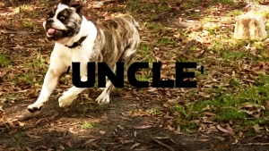 UNCLE – INDY OZ TRIP | VIDEO